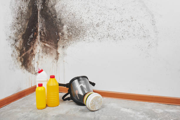 Best Localized Mold Remediation (e.g., coastal areas, humid climates) in Corsicana, TX