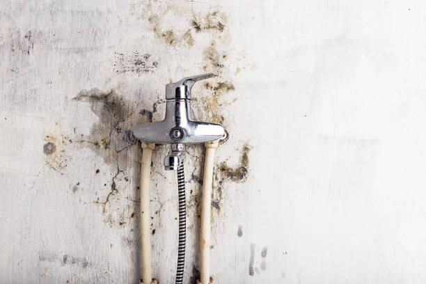 Best Mold Remediation for Schools in Corsicana, TX
