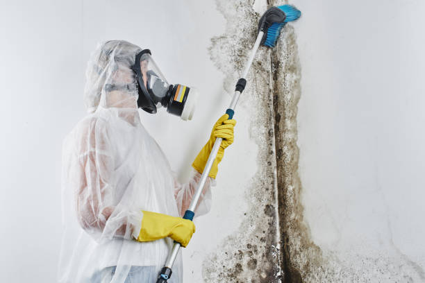Best Preventive Mold Services in Corsicana, TX