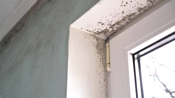 Best Insurance-Related Mold Remediation in Corsicana, TX