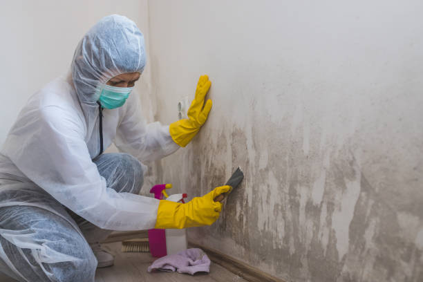 Reliable Corsicana, TX Mold Remediation Solutions