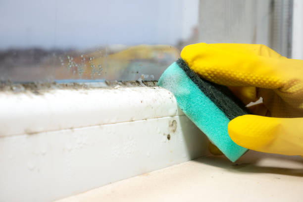 Best HVAC Mold Remediation in Corsicana, TX