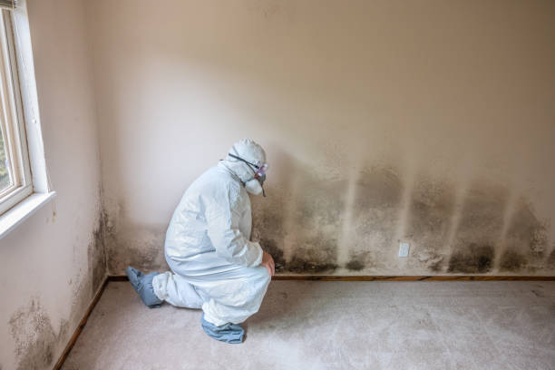 Best White Mold Remediation in Corsicana, TX