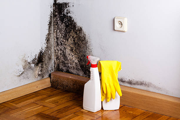 Best Post-Flood Mold Remediation in Corsicana, TX
