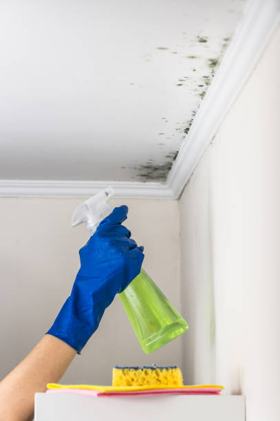 Best Commercial Mold Remediation in Corsicana, TX